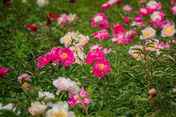 Colorful peonies thrive in the garden, swaying gently in the sunlight