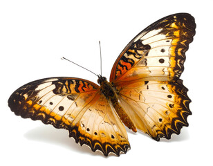 Detailed Winged Butterfly Close-up Isolated Nature Fauna Insect Creature