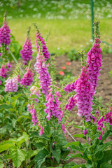 In a vibrant garden, tall purple foxglove showcases beautiful blooms amidst green