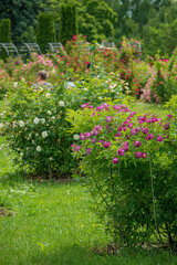 Visitors enjoy a peaceful moment surrounded by blooming roses in a sunny garden scene