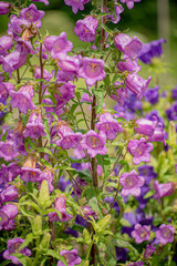 Fototapeta premium Bluebell flowers fill the garden with hues of purple and green, swaying gently in the warm sun