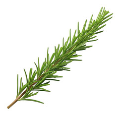 Fototapeta premium Fresh green rosemary herb sprig isolated on transparent background
