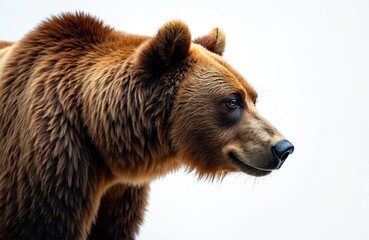Fototapeta premium Large brown bear portrait in profile. Majestic wild animal features thick brown fur, dark eyes, strong snout. Stands isolated against clean white background. Grizzly bear looks alert, powerful.