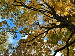 Golden Autumn Concept - Tree Branches with Yellow Leaves in Sunlight