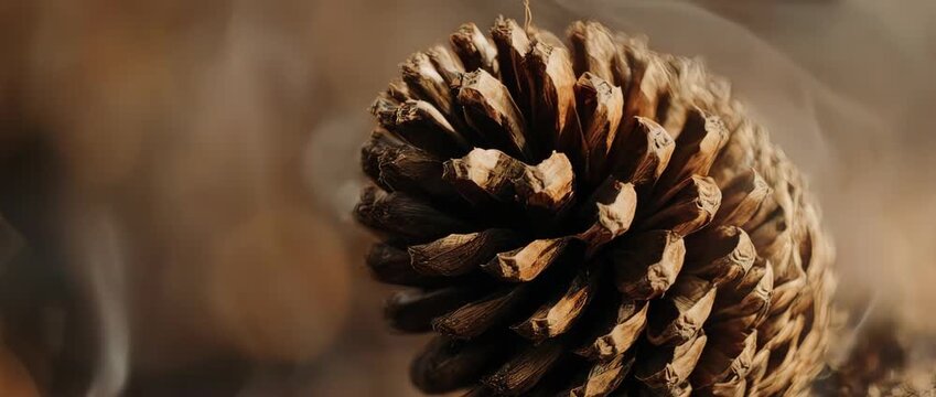 A detailed macro video tilting up a pine cone, focusing on the intricate woody texture and geometric pattern of its scales. A rustic, natural background.