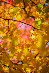 Golden and vibrant hues of autumn leaves fill the air, painting the forest with warmth and light