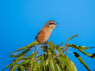 枝にとまるモズ