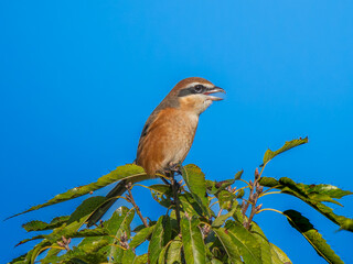 枝にとまるモズ