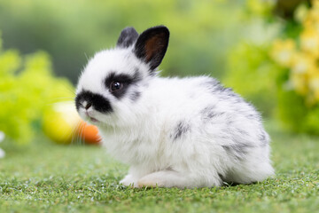 Lovely bunny easter fluffy baby rabbit with a basket full of colorful flowers and easter eggs on green garden nature background on warming spring day. Symbol of easter day festival. Rabbit in summer.