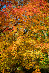 Trees burst with fall colors, showcasing autumn's beauty in a serene setting