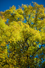 Yellow leaves flutter in the breeze against a bright blue sky, crafting a tranquil scene