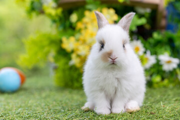 Lovely bunny easter fluffy baby rabbit with a basket full of colorful flowers and easter eggs on green garden nature background on warming spring day. Symbol of easter day festival. Rabbit in summer.
