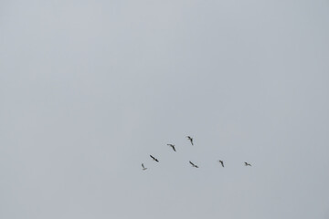 An aerial landscape with contrasting bird silhouettes against a dark, muted gray sky. The lack of detail (ground, horizon) emphasizes movement and atmosphere.