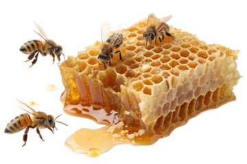 Honeybees and honeycomb isolated on white background