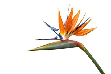 Exotic Bird of Paradise Flower Isolated on White Background, Symbolizing Joy and Paradise