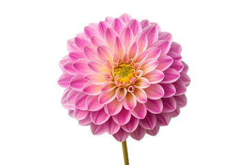 Pink dahlia flower isolated on white background