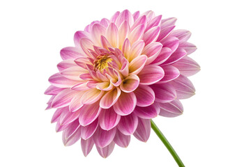 Vibrant pink dahlia flower showcasing delicate layered petals and a bright yellow center, elegantly isolated on white, highlighting natural beauty