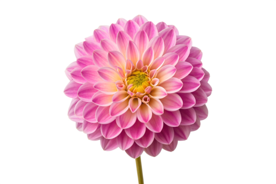 Vibrant pink dahlia flower, showcasing beautifully layered petals and a bright yellow center, elegantly isolated on a clean white background for botanical themes and designs