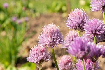 Fleurs d'ail à tête ronde, Allium sphaerocephalon