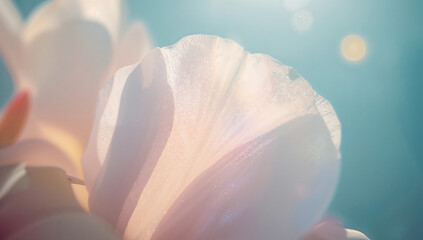 Close-up of Delicate White Flower Petals Illuminated by Soft Sunlight