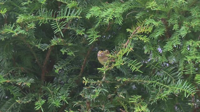Goldcrest (Regulus regulus) hopping around in a garden hedge. October, Kent, UK (Slow motion x5)