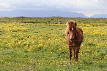 brown Icelandic horse standing in a green meadow full of yellow flowers with the wind blowing in its manes