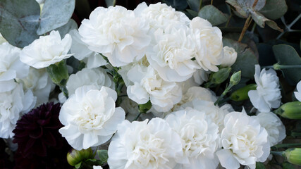 Carnation dianthus white spray and eucalyptus for wedding flower arrangement in plastic container. close-up