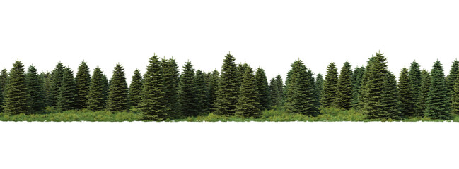 spruce forest on a transparent background