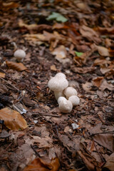 Lycoperdon perlatum puffball mushroom in a forest