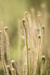 Carnivorous plant native to North Carolina Drosera filiformis