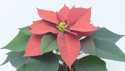 クリスマスを彩る赤いポインセチア1