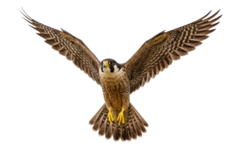 Isolated bird with wings spread in flight, a falcon soaring through the air above and looking down
