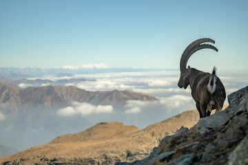 Scenic view of a male Alpine ibex also called wild mountain goat standing o a rocky slope and looking down to the valley in the background. (Capra ibex). Alps Mountains, Italy.