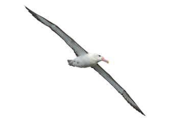 Isolated Seabird Soaring On Wing, Albatross In Flight, Avian Grace, Elegant Flyer, Wild