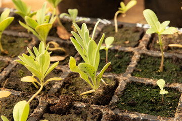 Boutures de giroflée à l'abri, format paysage