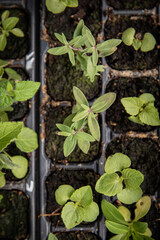 Boutures bio de sauges, linaria et clarkias en barquette, avec main