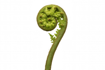 Fiddlehead fern unfurling, a young green plant coiled in a spiral, representing growth and new life on a transparent background