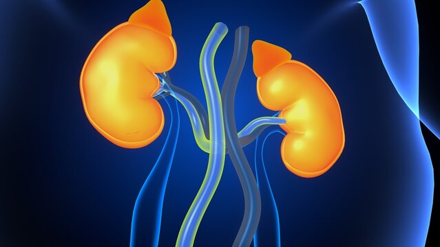 Human kidneys anatomy. 3d illustrations