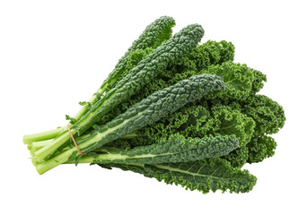 Isolated Tuscan kale, a bunch of healthy organic green leaf vegetables, vegetarian cooking ingredient