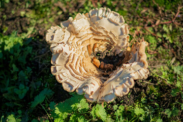 A large mushroom sits proudly among vibrant green plants in a forest