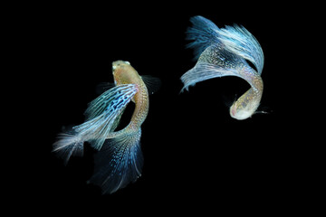 Fish in aquarium. Beautiful Guppy glides gracefully, its shimmering colors like strokes of living light. Each delicate fin flows like silk in water. Guppy isolated on black background.