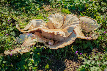 A stunning mushroom lies on the ground, embraced by grass and tiny flowers under the sun