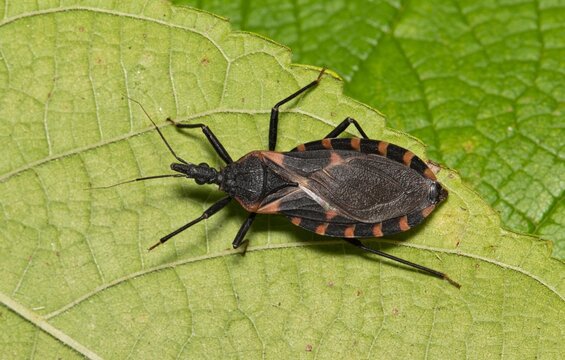 Eastern Bloodsucking Conenose Kissing Bug Triatoma sanguisuga Chagas disease carrier on leaf.	