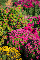 A stunning display of bright flowers in various colors fills the garden on a sunny day