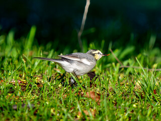 地面を歩くハクセキレイ