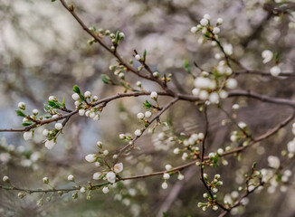 Blossoming branches reveal delicate white flowers in springtime nature scene