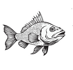 grouper fish vector illustration