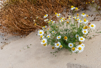 G&auml;nsebl&uuml;mchen