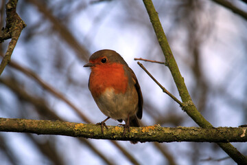 robin on a branch