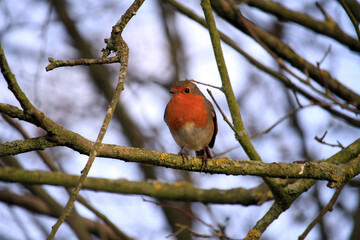 robin in a tree